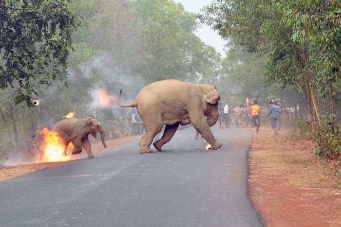 Rampage as Human- wildlife conflict escalates in Taita Taveta county